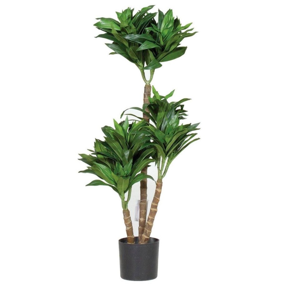 Драцена Фрагранс