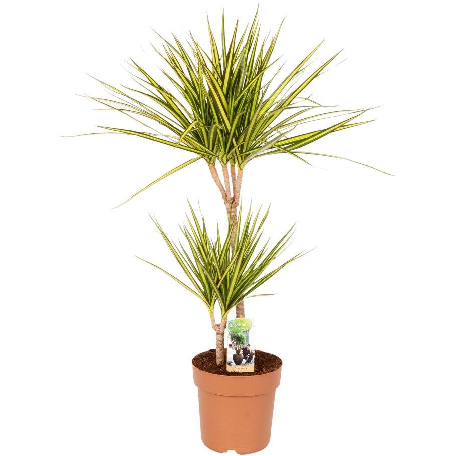 Драцена Маргината бонсай