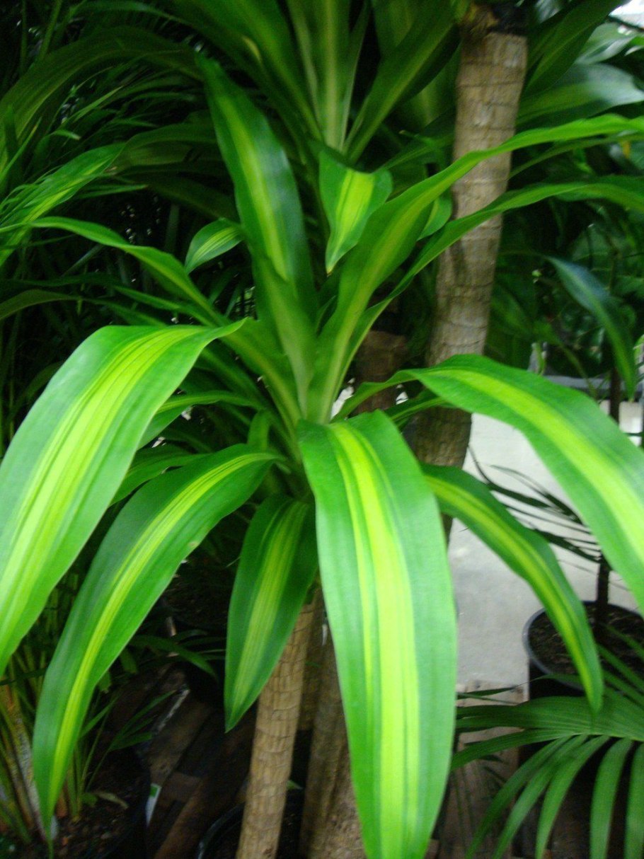 Драцена деремская Schriveriana