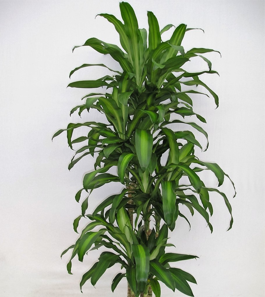 Драцена лиановидная