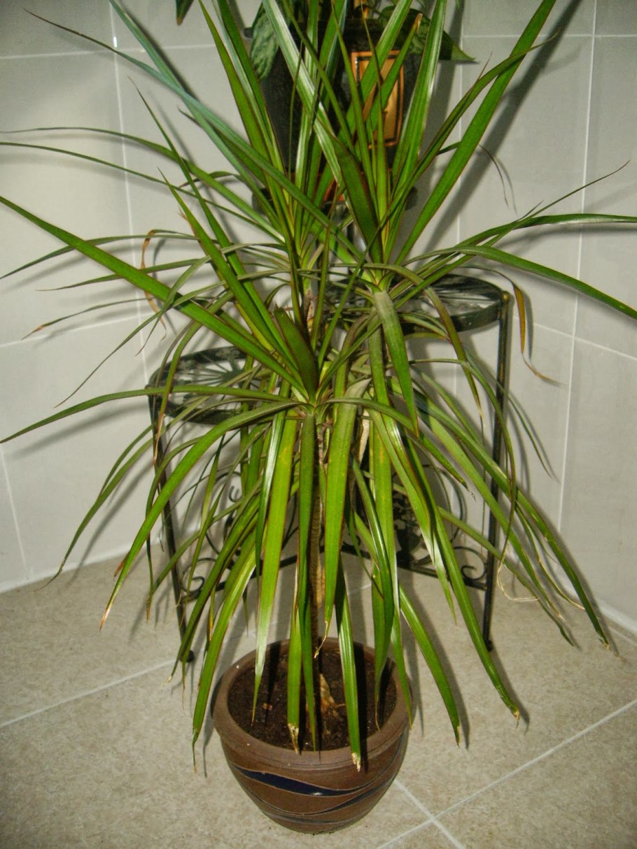 Королевская Драцена