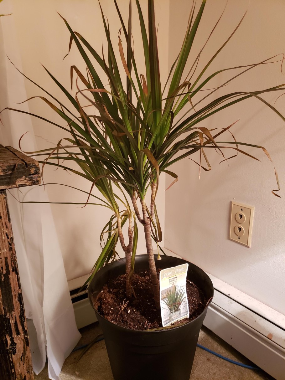 Драцена Фрагма