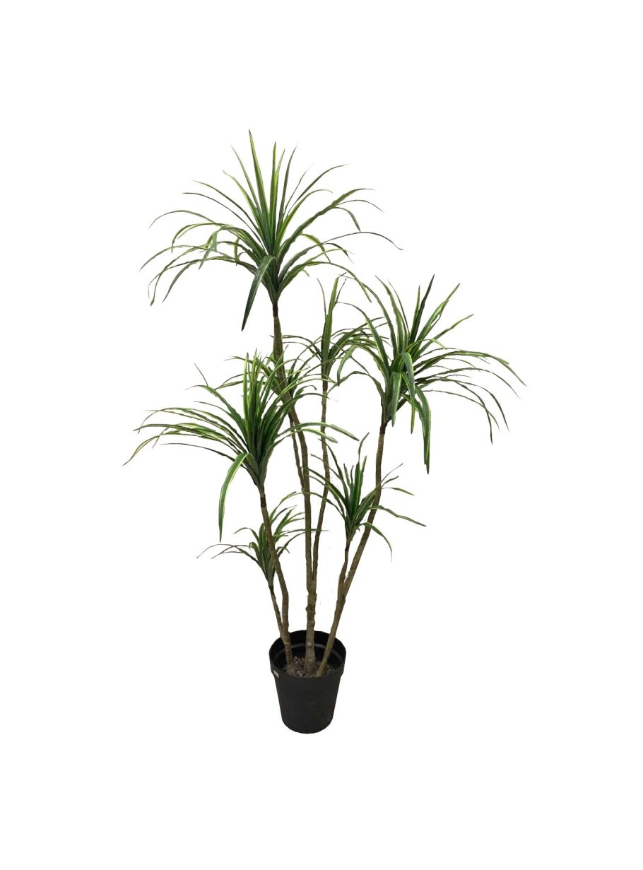 Драцена Маргината Санрайз