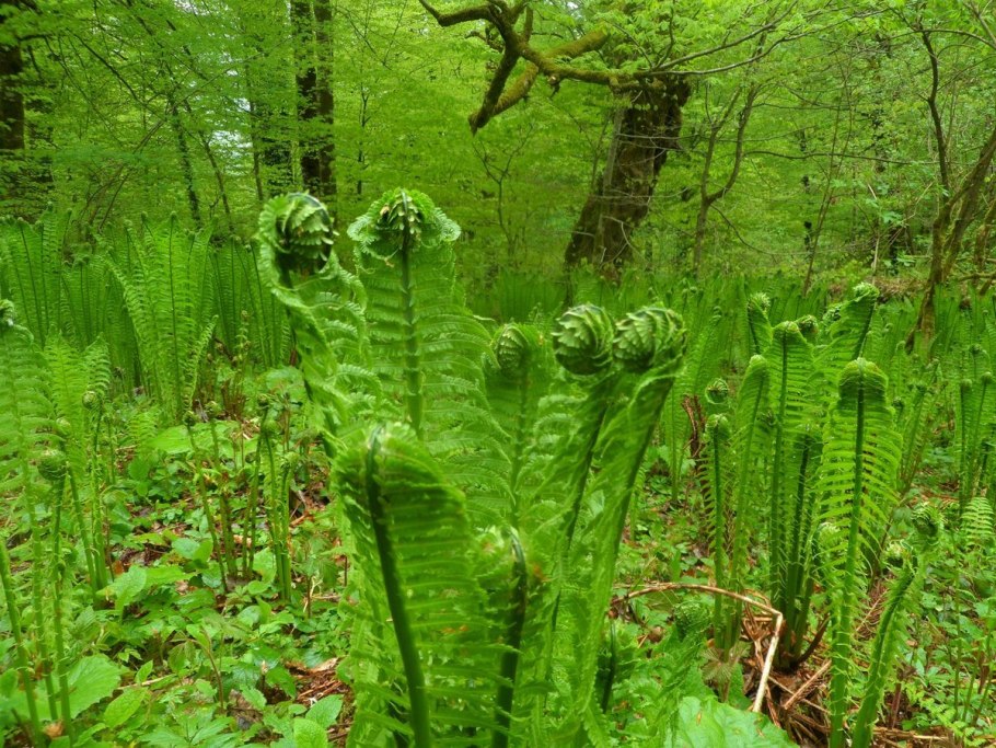 Вудсия Эльбская