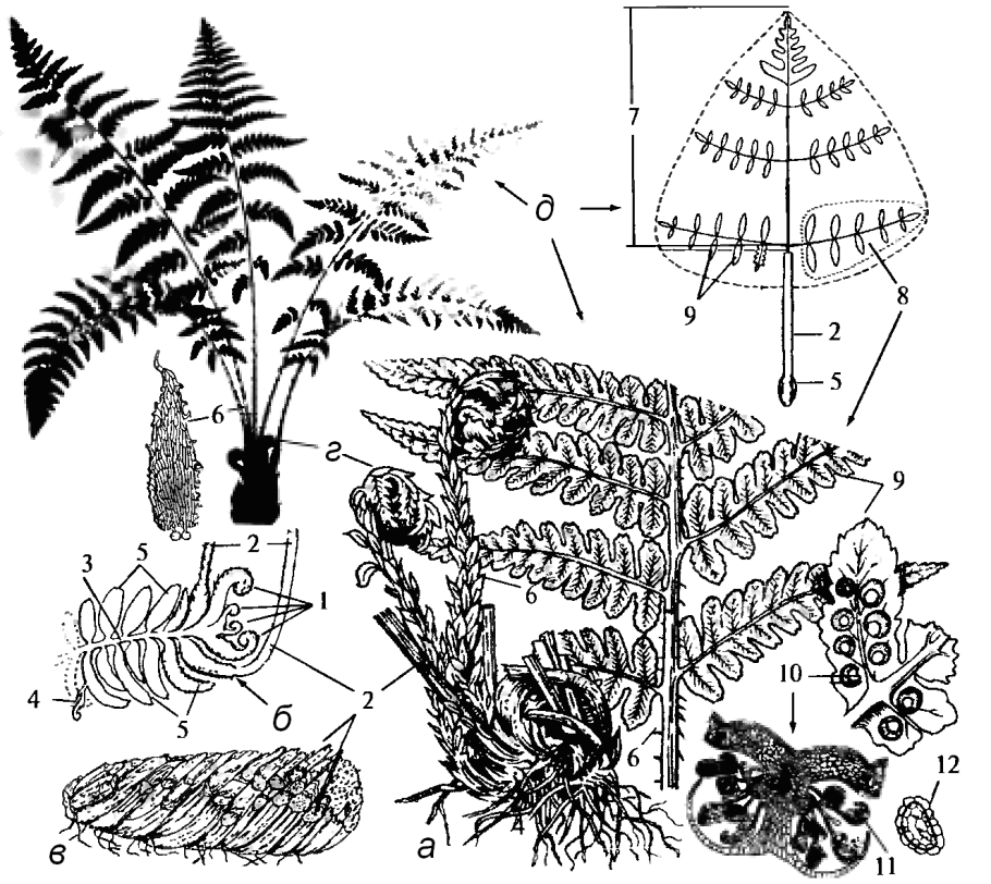 Корневище щитовника мужской dryopteris filix-mas