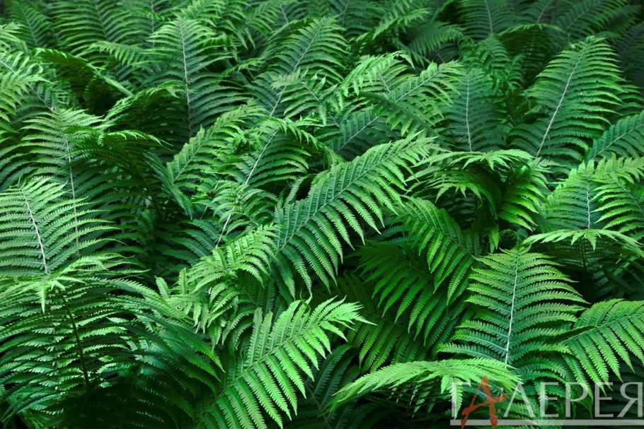 Размножение папоротников схема