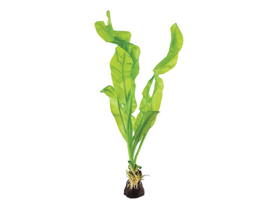 Microsorum Pteropus prothallium