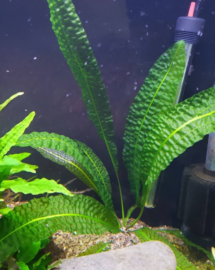 Aponogeton distachyos