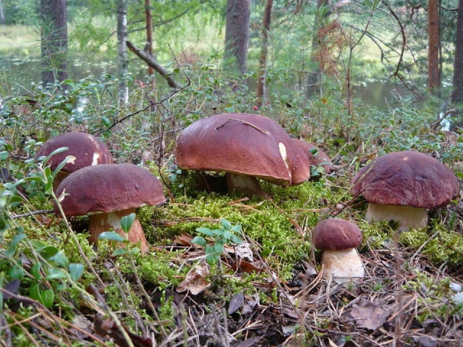 Грибы в еловых лесах