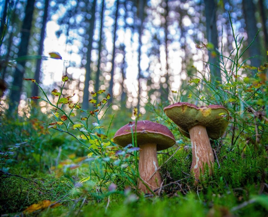 Грибы в хвойных лесах