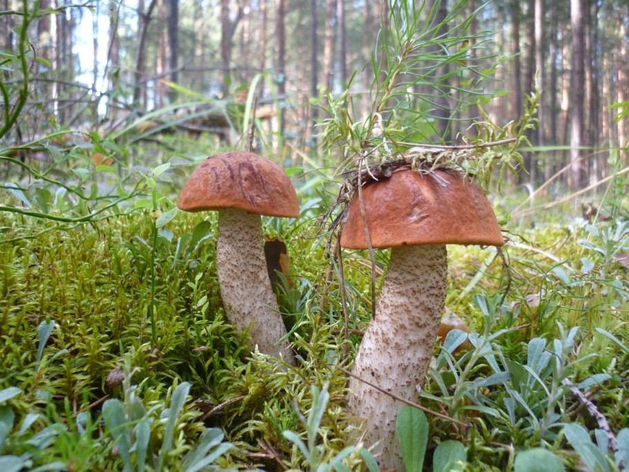 Карелия лес ягель