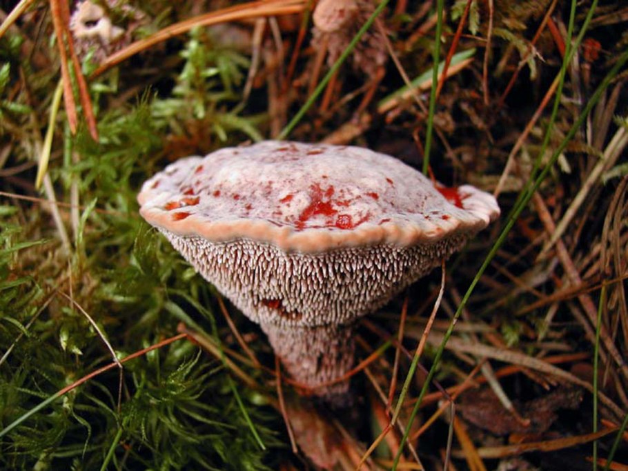 Гриб Hydnellum aurantiacum