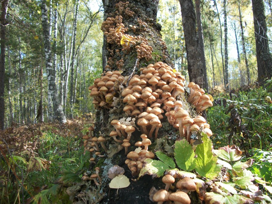 Опенок осенний луковичноногий