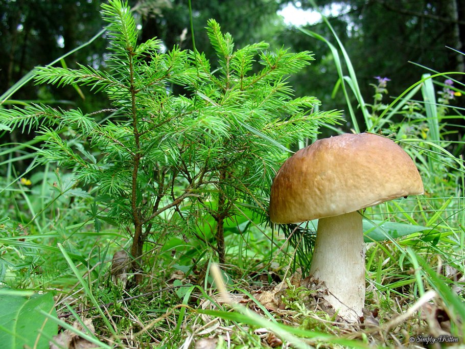 Осенний грибной лес