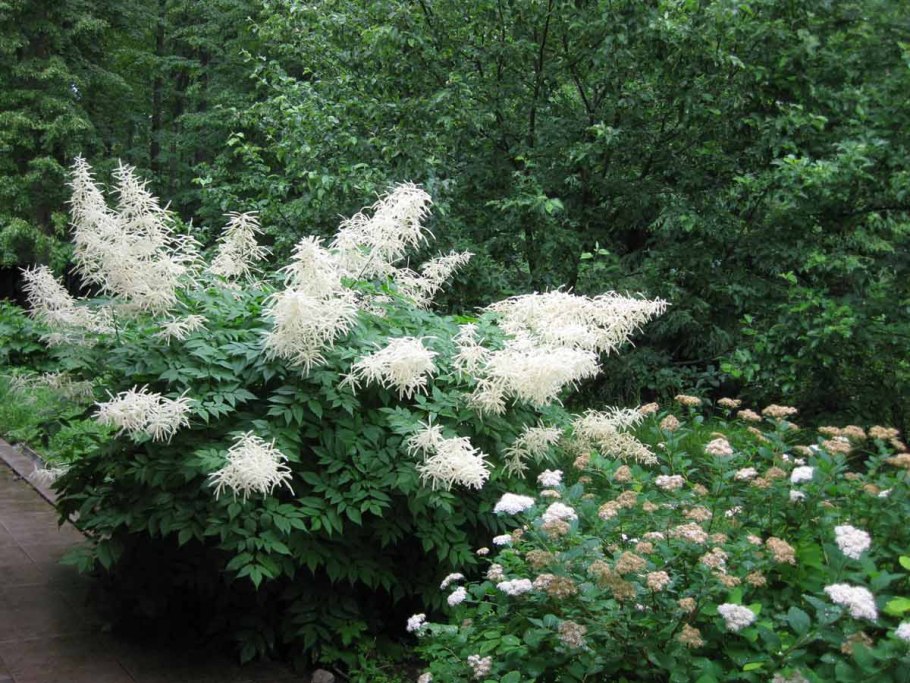 Волжанка двудомная