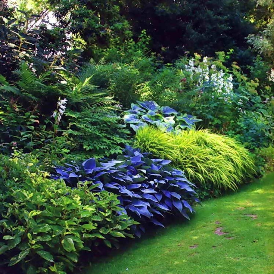 Теневой миксбордер из многолетников