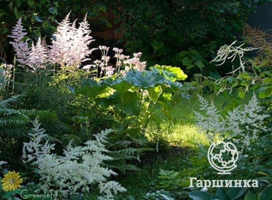 Цветущие кустарники для тенистых мест