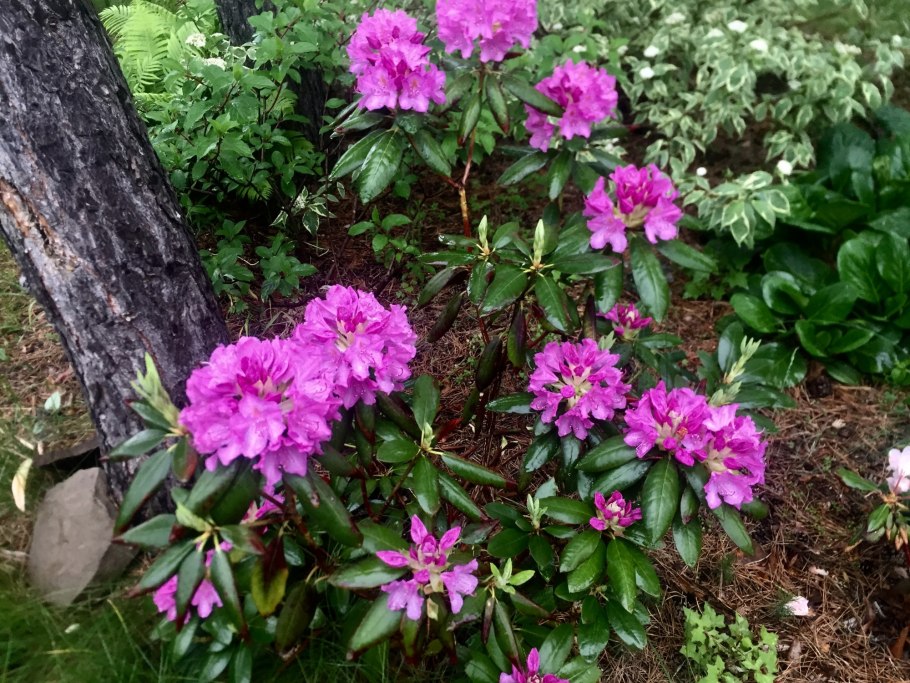 Рододендрон в тени