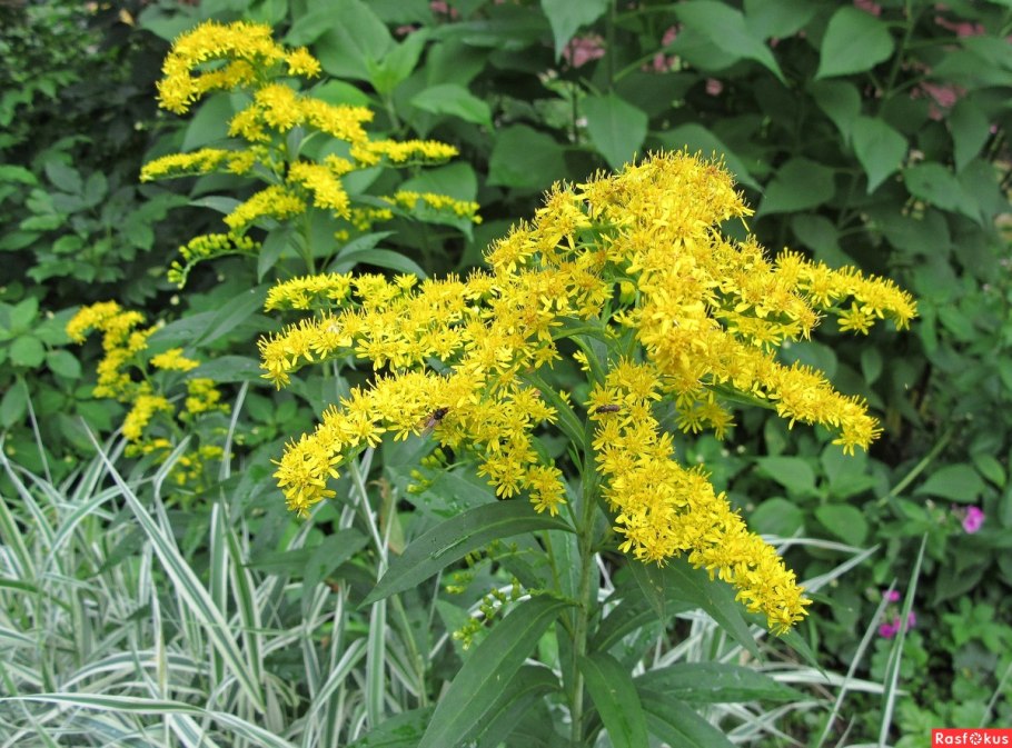 Амброзия золотарник