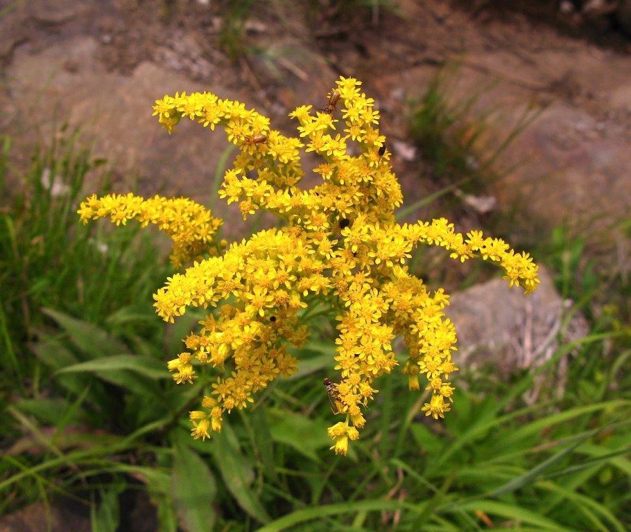 Solidago buckleyi