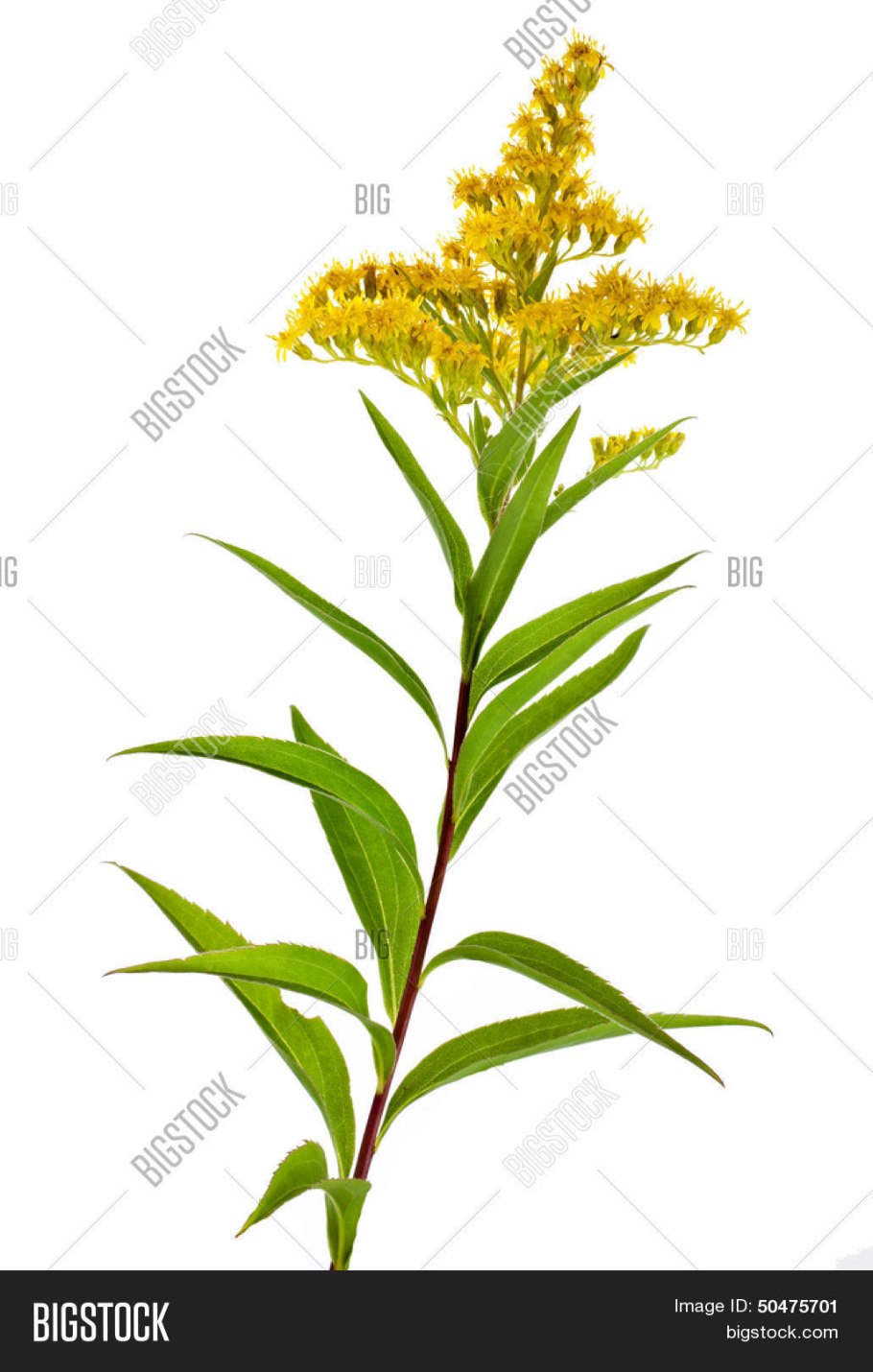 Солидаго скученый (Solidago glomerata &#96;Goldkind&#96;)