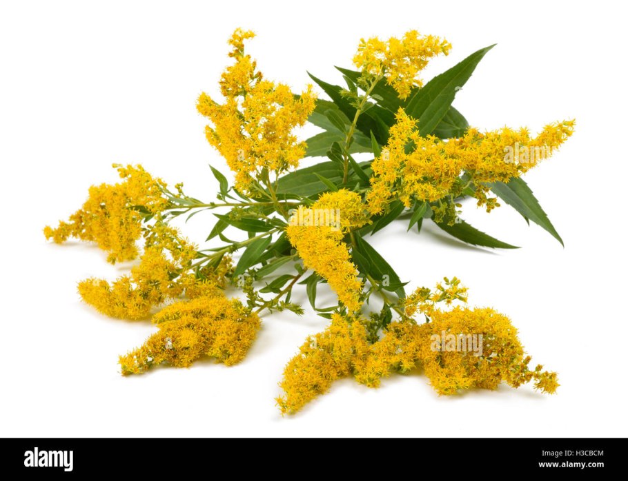 Золотарник гигантский