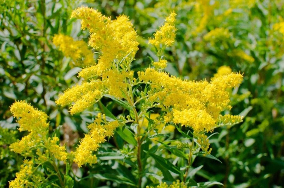 Solidago virgaurea заросли