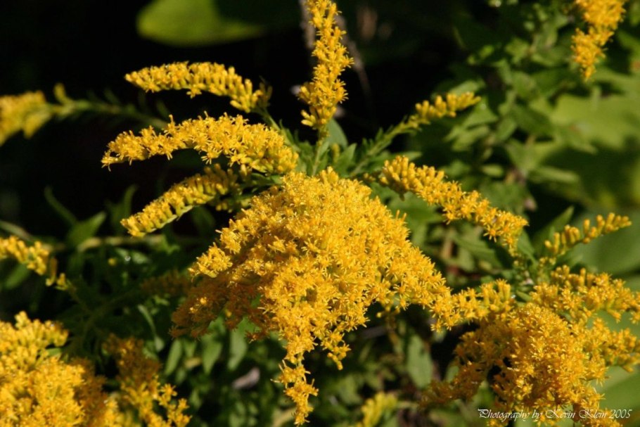 Solidago gigantea