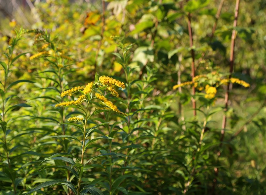 Золотарник Golden Glory