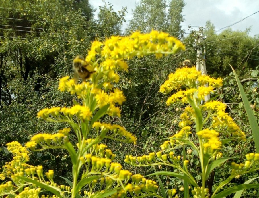 Золотарник Лапландский