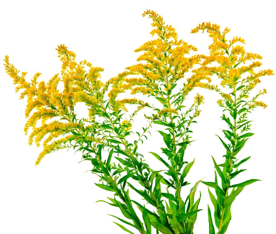 Золотарник канадский на фоне неба