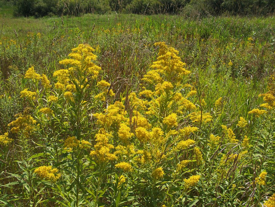 Золотарник канадский (Solidago canadensis)