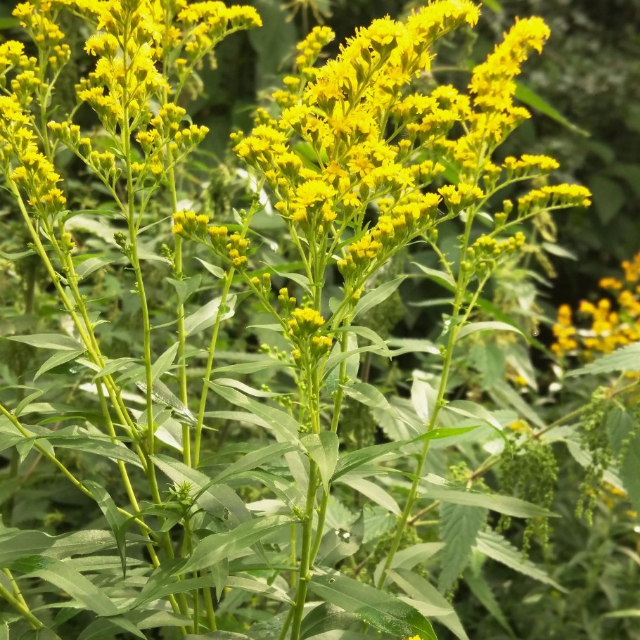 Золотарник гибридный солидаго