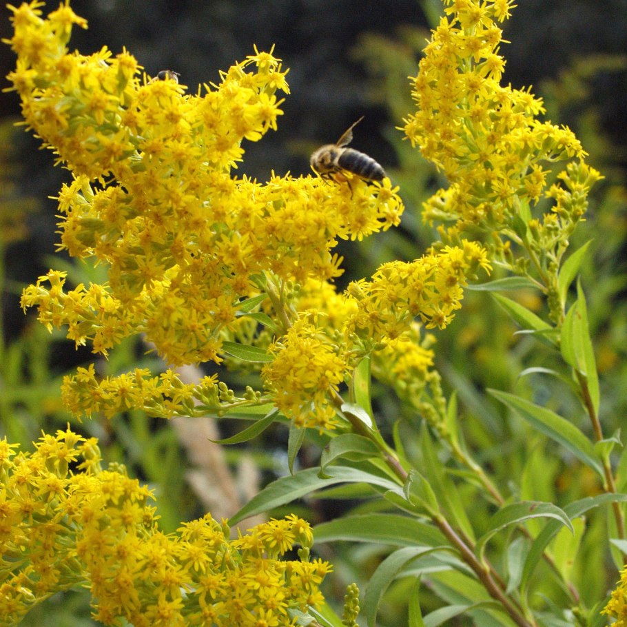 Солидаго (золотарник) praecox