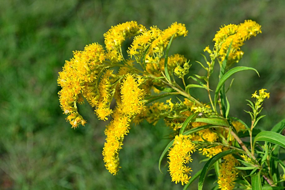 Солидаго Solidago cutleri (virgaurea var. Alpina