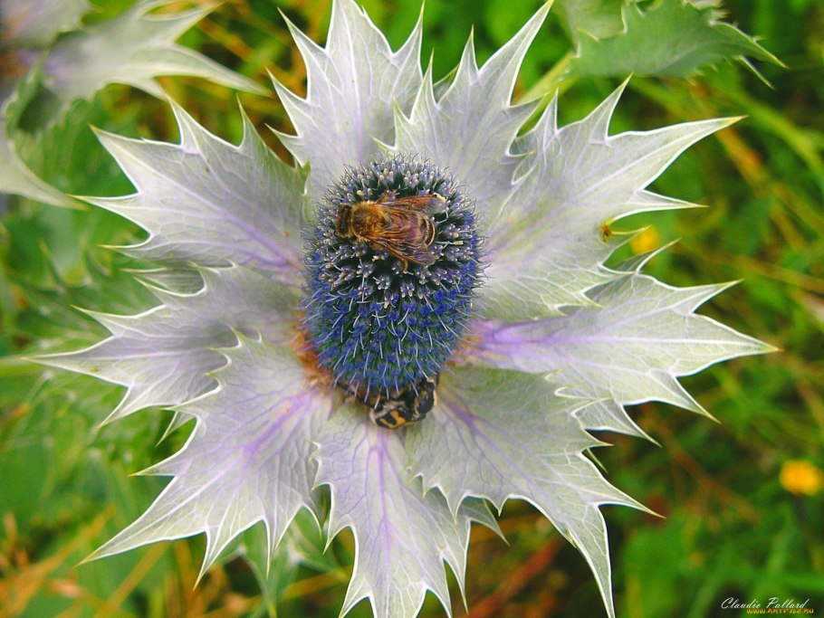 Чертополох и лопух