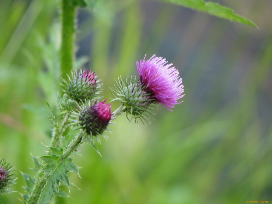 Чертополох (репей колючий)