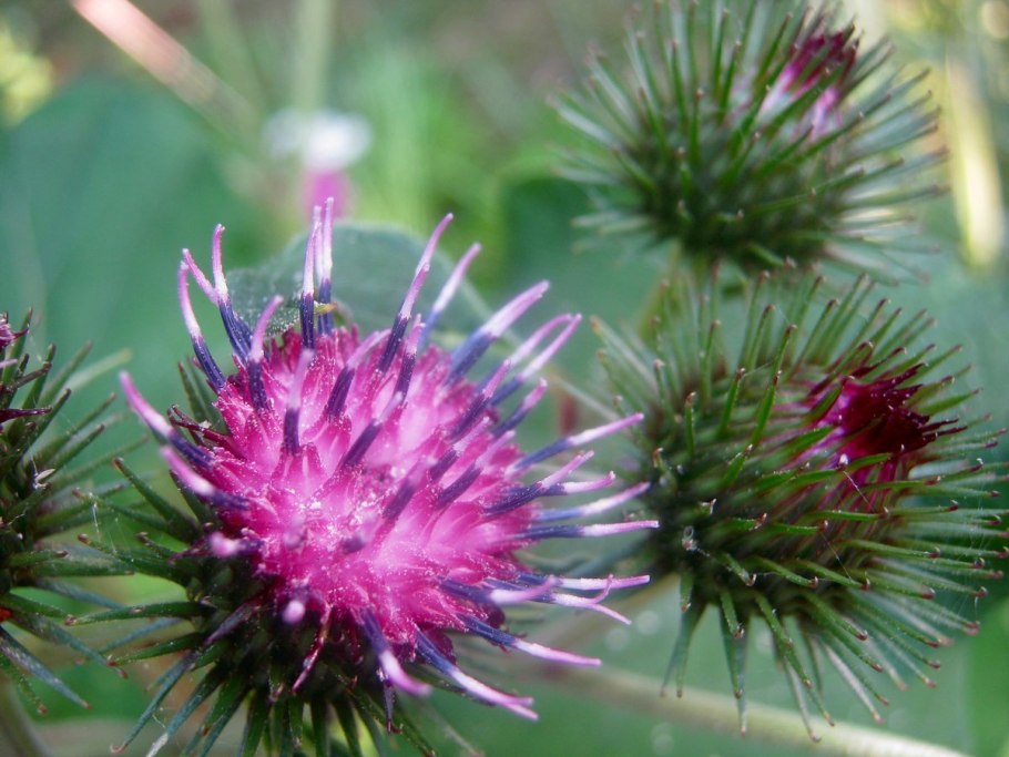 Чертополох репейник лопух