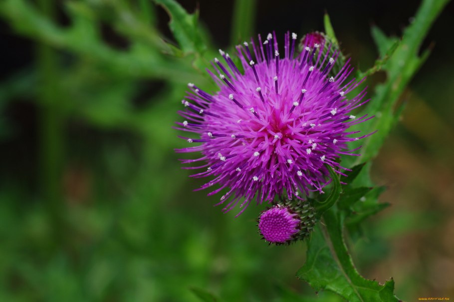 Репей и чертополох