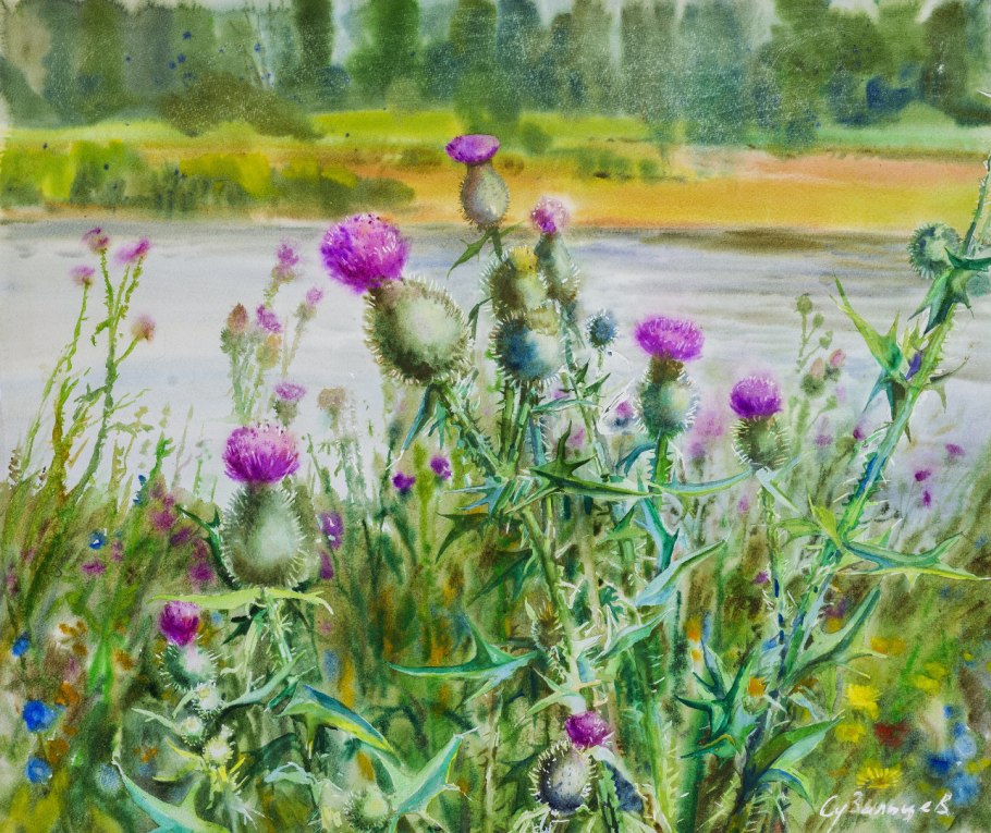 Чертополох Ботаническая иллюстрация