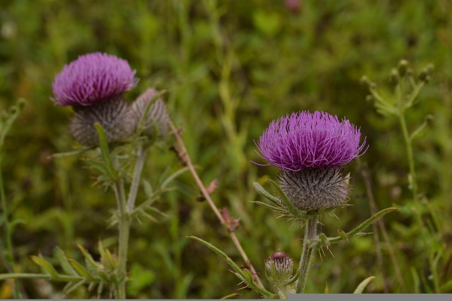 Чертополох репейник лопух