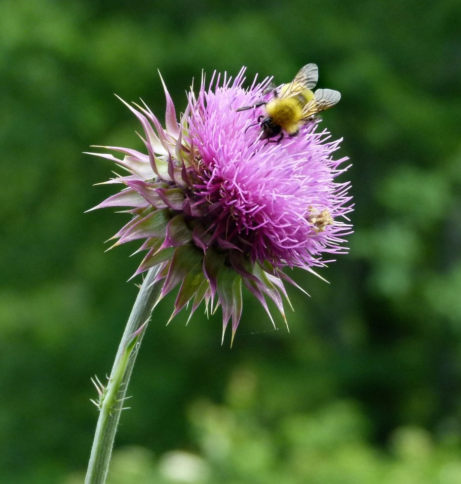 Чертополох (репей колючий)
