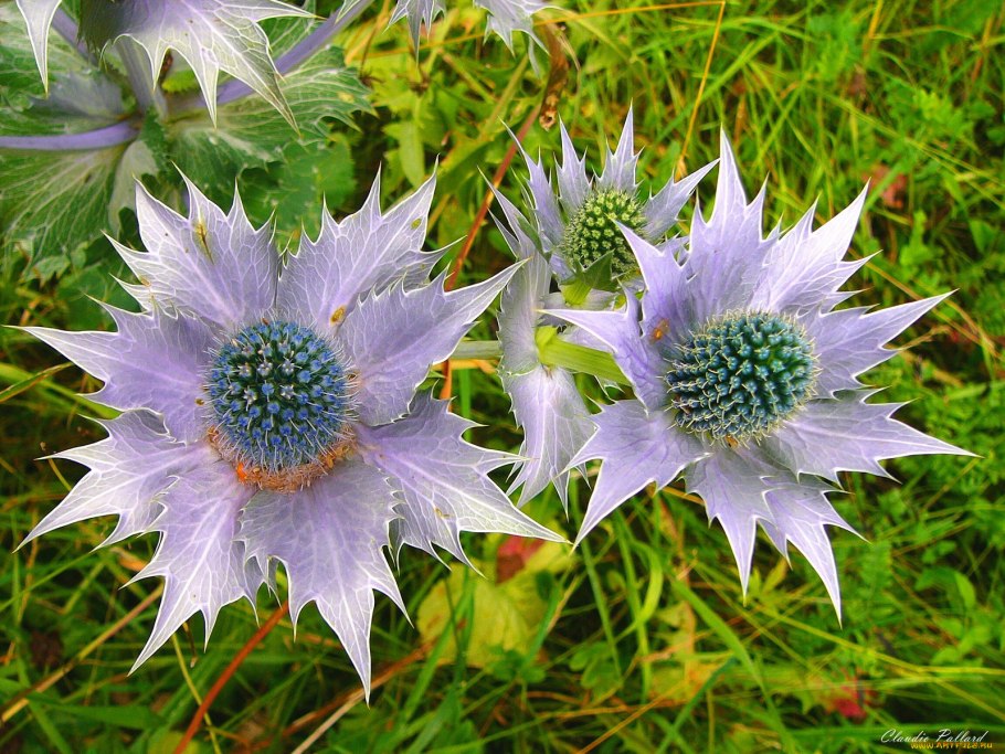 Чертополох (репей колючий)