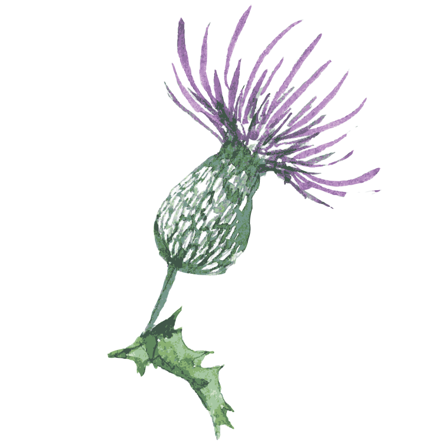 Чертополох (репей колючий)