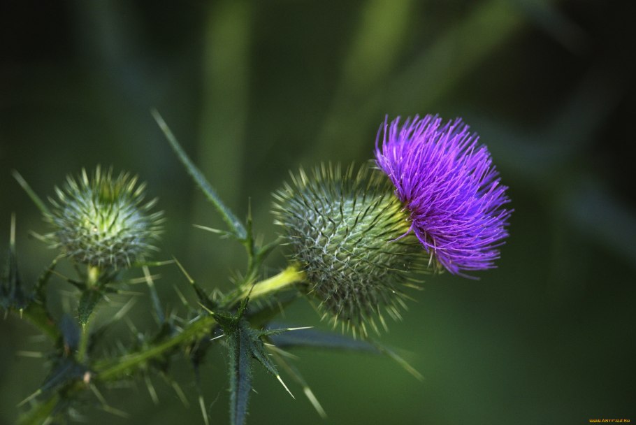 Чертополох репейник лопух