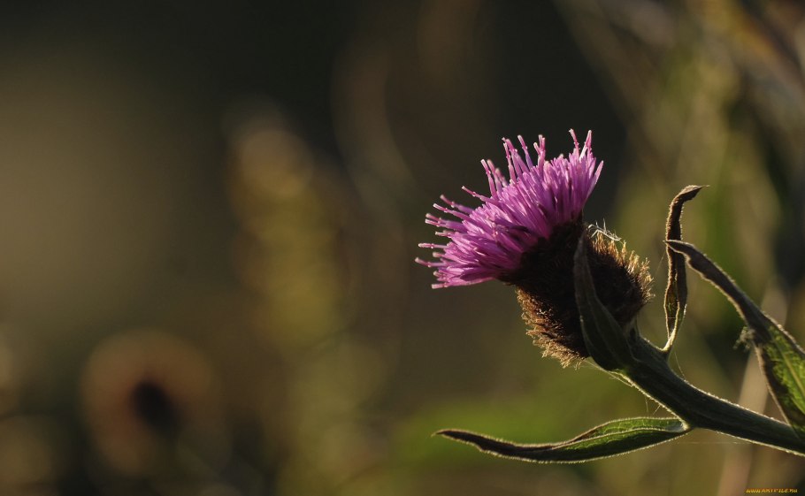 Чертополох (репей колючий)