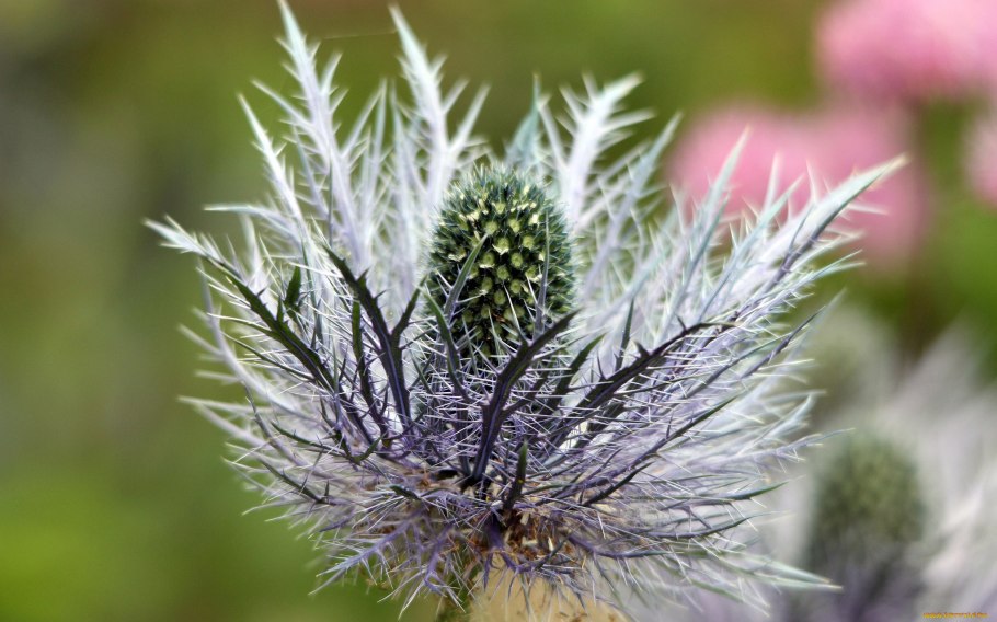 Чертополох и репейник