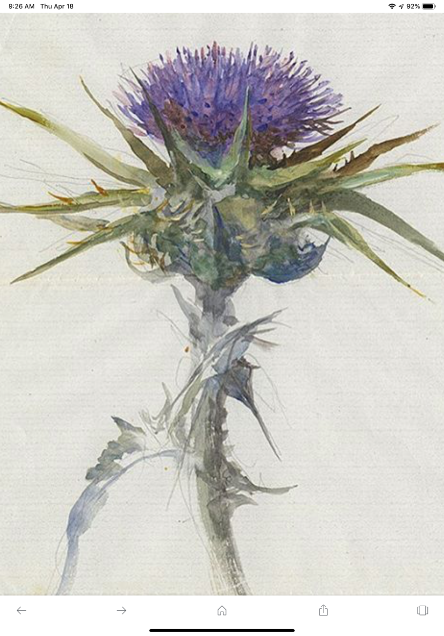 Татарник медонос