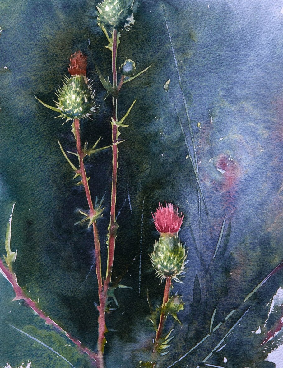 Чертополох репейник лопух