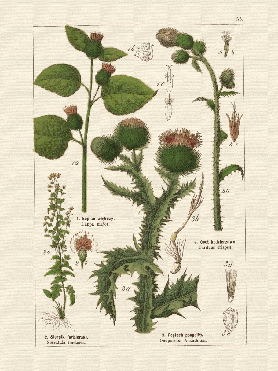 Чертополох левзея репей